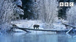 Meet the Ice Bears of the Yukon  Earth's Greatest Rivers II - BBC