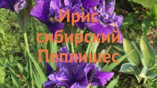Ирис сибирский Пеплишес (iris sibirica)  ирис Пеплишес обзор: как сажать саженцы ириса Пеплишес