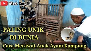 Cara merawat anak ayam kampung PALING UNIK SEDUNIA