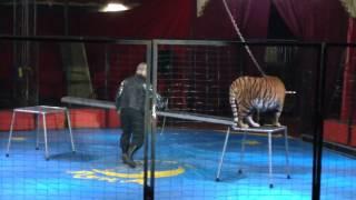 Circus in Moscow, circus animals, circus show, Cirque du Soleil, the circus