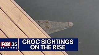 Florida crocodile sightings on the rise along Space Coast