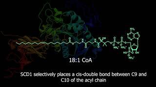 Unraveling the Secrets of the Double Bond