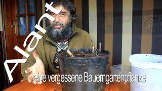 Alant, eine vergessene Bauerngartenpflanze