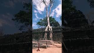 Travel to Cambodia, you have to visit this place Siem Reap, Angkor Taphrom #nature #cambodia