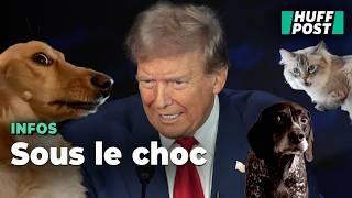 Sur TikTok, même les chiens et les chats trouvent les délires de Trump effrayants