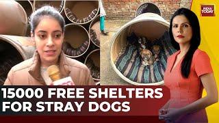 Father-Daughter Duo In Gurgaon Repurpose Drums Into Shelters For Stray Dogs | India Today