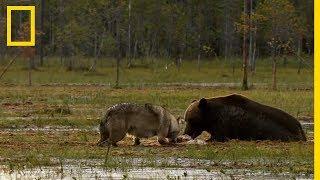 Une meute de loups contre une famille d'ours