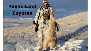 South Dakota Public Land Coyote hunt.