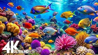 Aquarium 4K Ultra HD - Stunning Coral Reef Fish with Relaxing Meditation Music for Sleep