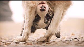 Border collie Zoe & AMAZING dog tricks!