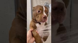 CHOCO BATH TIME  The link for all products is in my bio🫶 #americanbully #dog #asmr #shorts