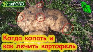 ЛЕЧЕНИЕ КАРТОФЕЛЯ ПОСЛЕ ВЫКОПКИ. Оптимальные сроки выкопки картофеля и подготовка к хранению.