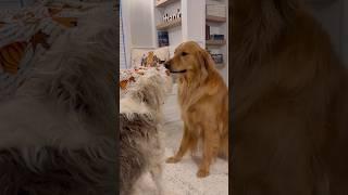 My dog did karate in the garage! #dog #goldenretriever