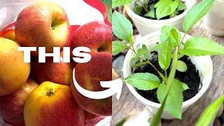 How To Germinate Apple Seeds In 2-3 Days!!! 2 TIPS That Help Speed Germination!!!
