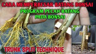 PROGRAM PECAH BATANG PADA BONSAI || TRUNK SPLIT TECHNIQUE FOR BONSAI