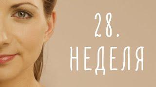 28. неделя беременности