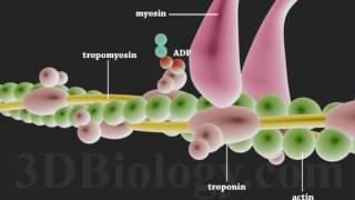 Muscle Contraction 3D