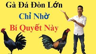 Thú Y Phương Luận| Gà Đá Đòn Lớn Chỉ Nhờ Phương pháp này