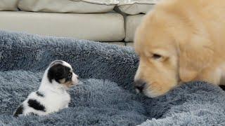 Puppy Steals Golden Retriever's Bed