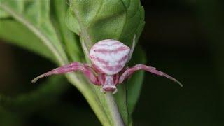 Insects from Kenya - part 1