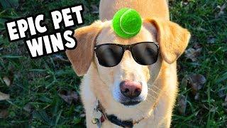 Epic Pet Wins! Funniest Animal Clips FTW | Cats & Dogs | New Collection 2018
