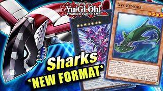 YU-GI-OH! *BEST* SHARK DECK PROFILE! NEW FORMAT IN-DEPTH DECK PROFILE!