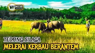 Tedong Silaga Terbaru _ Kerbau Di Padang Rumput Lagi Musuhan (Whir Latandrank) Buffalo Fight