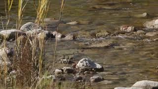 Stream Close Up With Rocks 4K Stock Footage