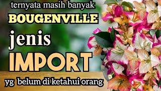 keindahan puluhan jenis Bougenville import