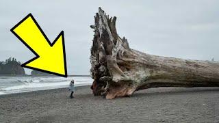 Woman Finds Massive Tree Washed Ashore. Then She Sees A Carved Warning Message On The Trunk