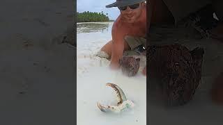 GIANT MUDCRAB Barehanded catch for ISLAND SURVIVAL