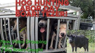 Hog Hunting With Dogs Labor Day In Florida! @deermeatfordinner @BluegabeArrington