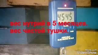 Вес чистой тушки нутрии в 5 месяцев.