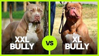 XXL Bully vs XL Bully: Is the difference just the size?!