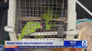 More wild parrots found mutilated and killed in the San Gabriel Valley