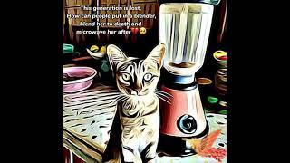 Cat in blender Video   #shortsfeed #shortsvideo