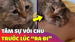 Xúc động hình ảnh 'CHÚ MÈO' ngồi tâm sự với chủ lần cuối trước lúc 'RA ĐI'  Gâu Đần