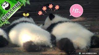 【Panda Theme】Pandas Come In A Pair, With Synchronised Movements | iPanda