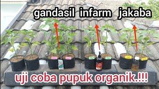 uji coba pupuk organik untuk cabe.#jakaba #pupukcairorganik #infarm