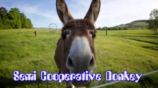 Semi Cooperative Donkey -- Orchestra/Comedy -- Royalty Free Music