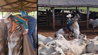 VAQUEIRA NA LIDA! Rotina lidando com gado.