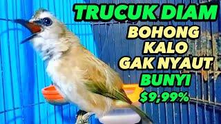 Suara Trucukan Gacor Ropel Ngalas, Pancingan Trucukan Agar Bunyi Jadikan Burung Trucuk Nyaut Gacor