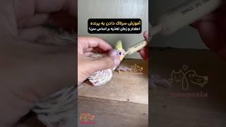 آموزش ٠ تا ١٠٠ سرلاك دادن به جوجه