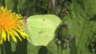 Brimstone