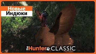 Новые окрасы Индюков в theHunter Classic !