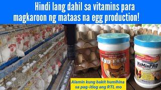 Gawin mo ito para mataas ang egg production ng Layer Chicken mo