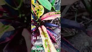 6 Types of Incredibly Colorful Crotons in Florida