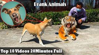 Fake tiger prank dog 2022 | Try not to laugh