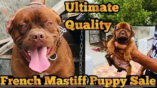 French Mastiff Male Puppy For Sale || Sahil Berwer ||