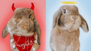The PROS & CONS of Rabbits